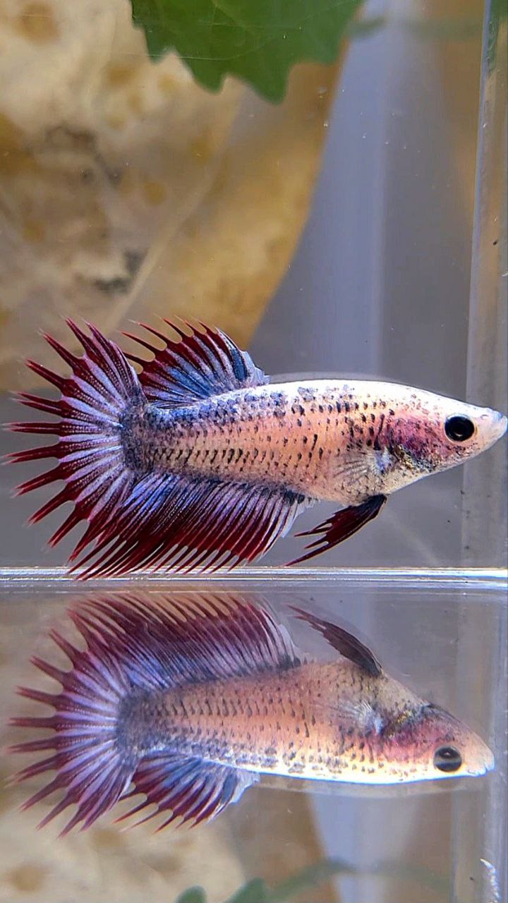 FEMALE CROWNTAIL PURPLE MASCOT BETTA FISH