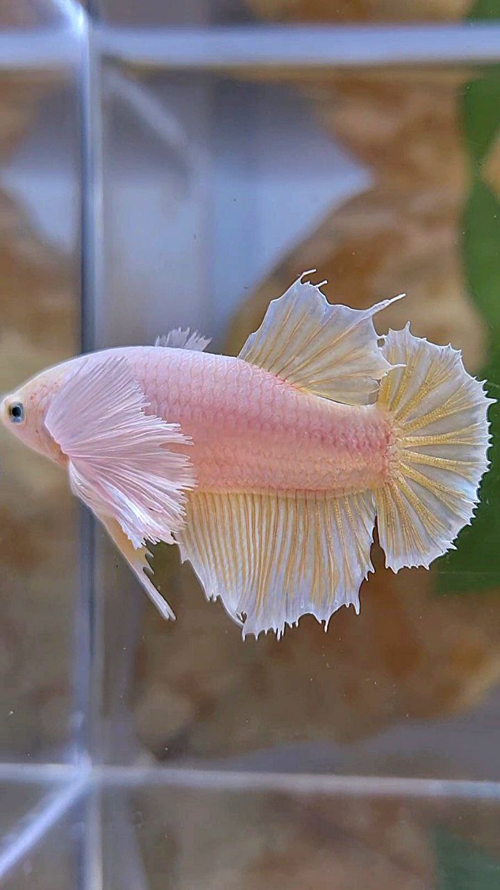FEMALE HALFMOON SUPER DUMBO EAR GOLD BETTA FISH
