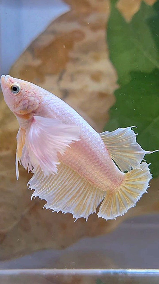 FEMALE HALFMOON SUPER DUMBO EAR GOLD BETTA FISH