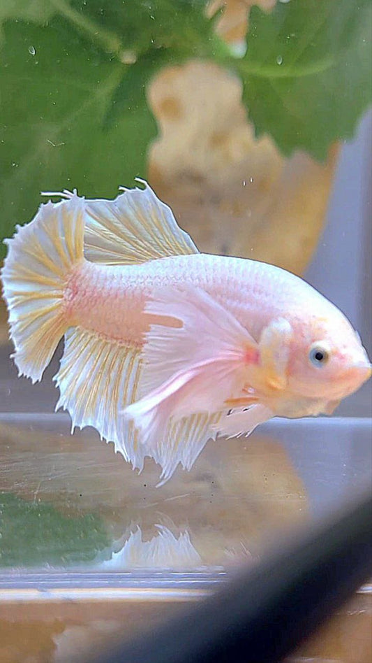 FEMALE HALFMOON SUPER DUMBO EAR GOLD BETTA FISH