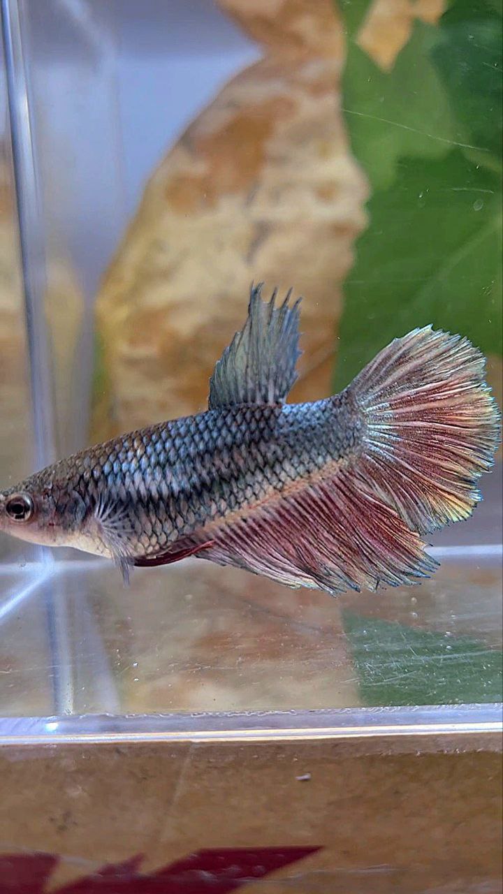 FEMALE HALFMOON COPPER RED BETTA FISH