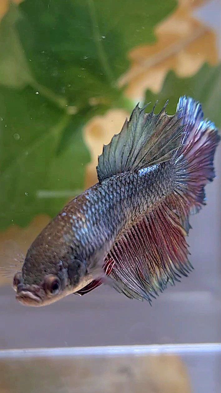 FEMALE HALFMOON COPPER RED BETTA FISH