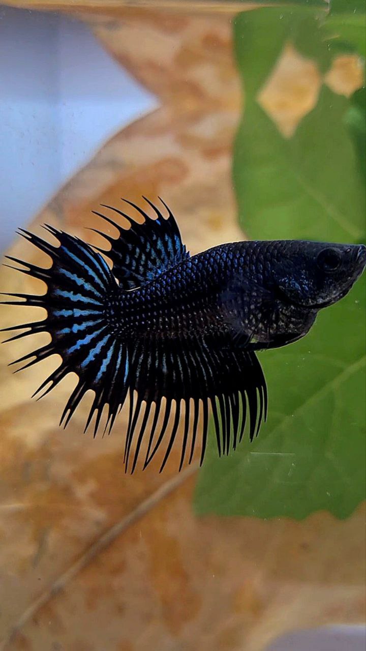 FEMALE KING CROWNTAIL BLACK ORCHID BETTA FISH