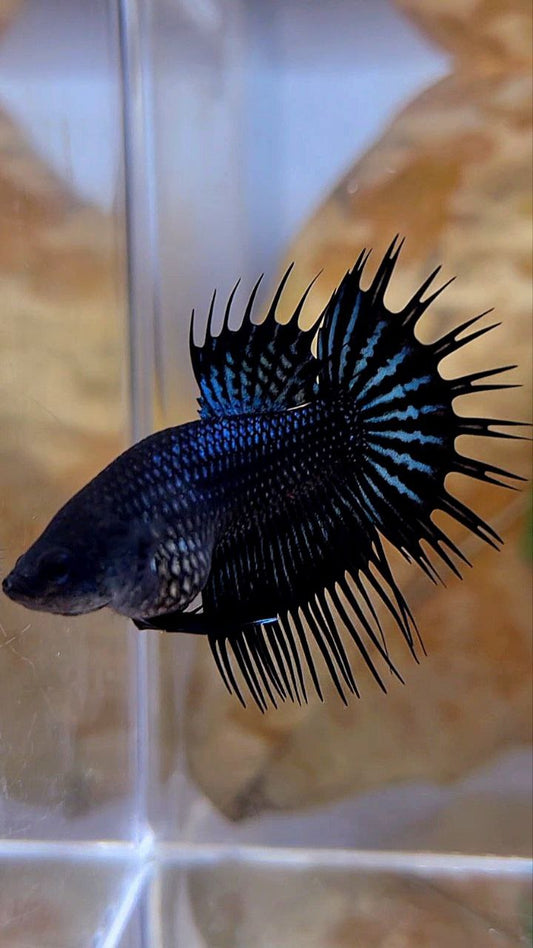 FEMALE KING CROWNTAIL BLACK ORCHID BETTA FISH
