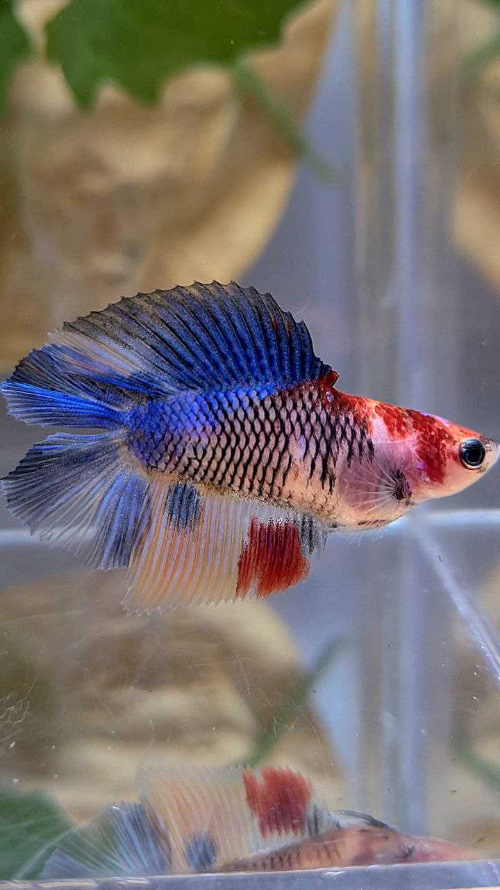 FEMALE HALFMOON DOUBLE TAIL KOI MULTICOLOR BETTA FISH