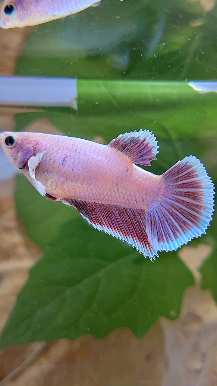 FEMALE HALFMOON BIG EAR LAVENDER BETTA FISH