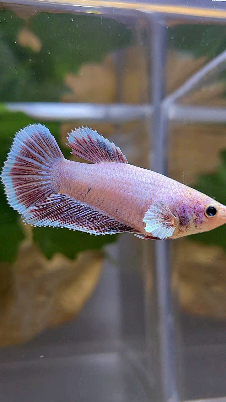 FEMALE HALFMOON BIG EAR LAVENDER BETTA FISH