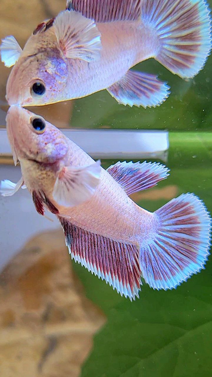FEMALE HALFMOON BIG EAR LAVENDER BETTA FISH