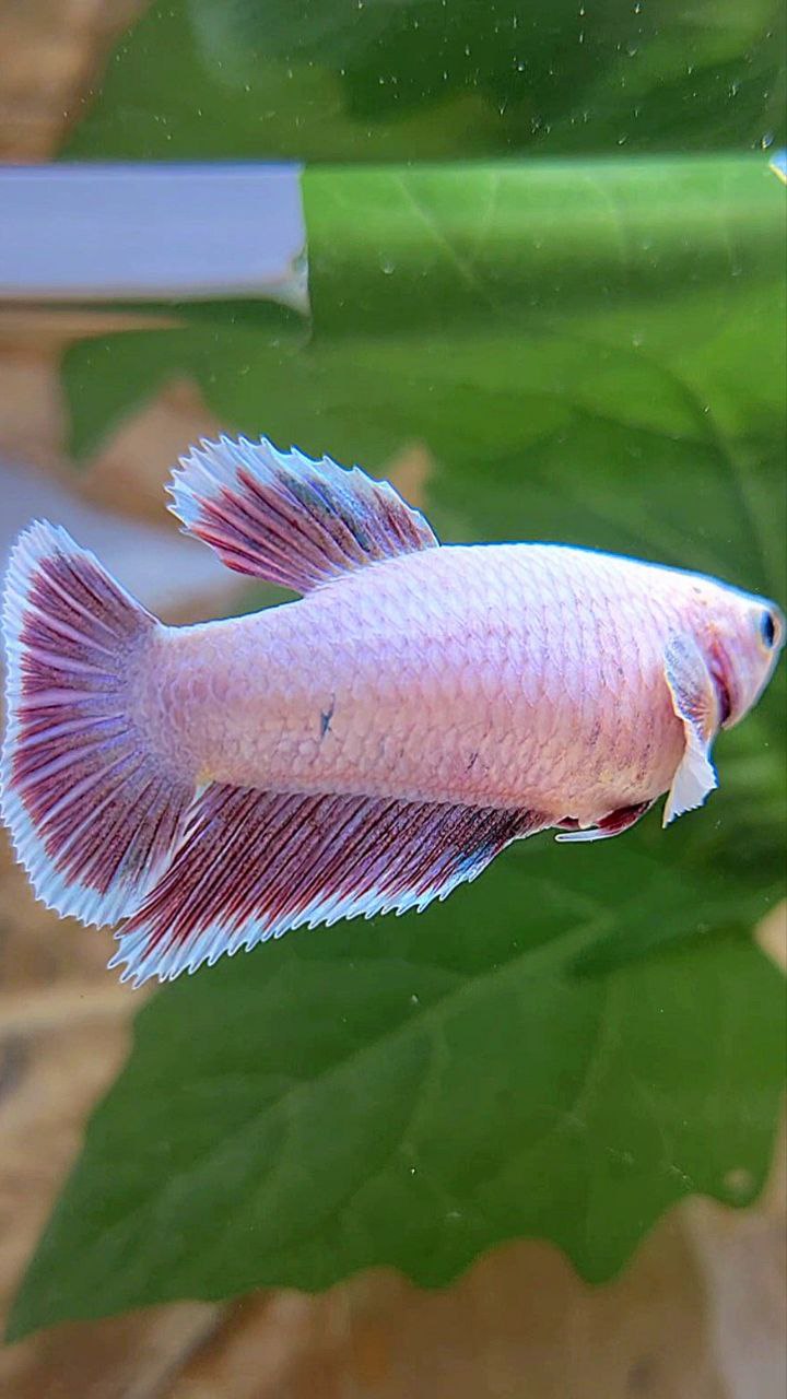 FEMALE HALFMOON BIG EAR LAVENDER BETTA FISH