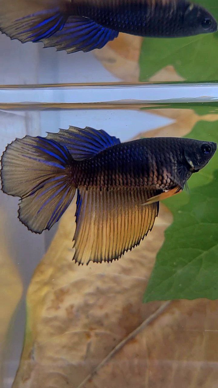 FEMALE HALFMOON BLACK MUSTARD GAS YELLOW BETTA FISH