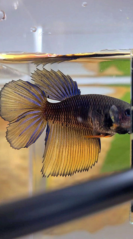 FEMALE HALFMOON BLACK MUSTARD GAS YELLOW BETTA FISH