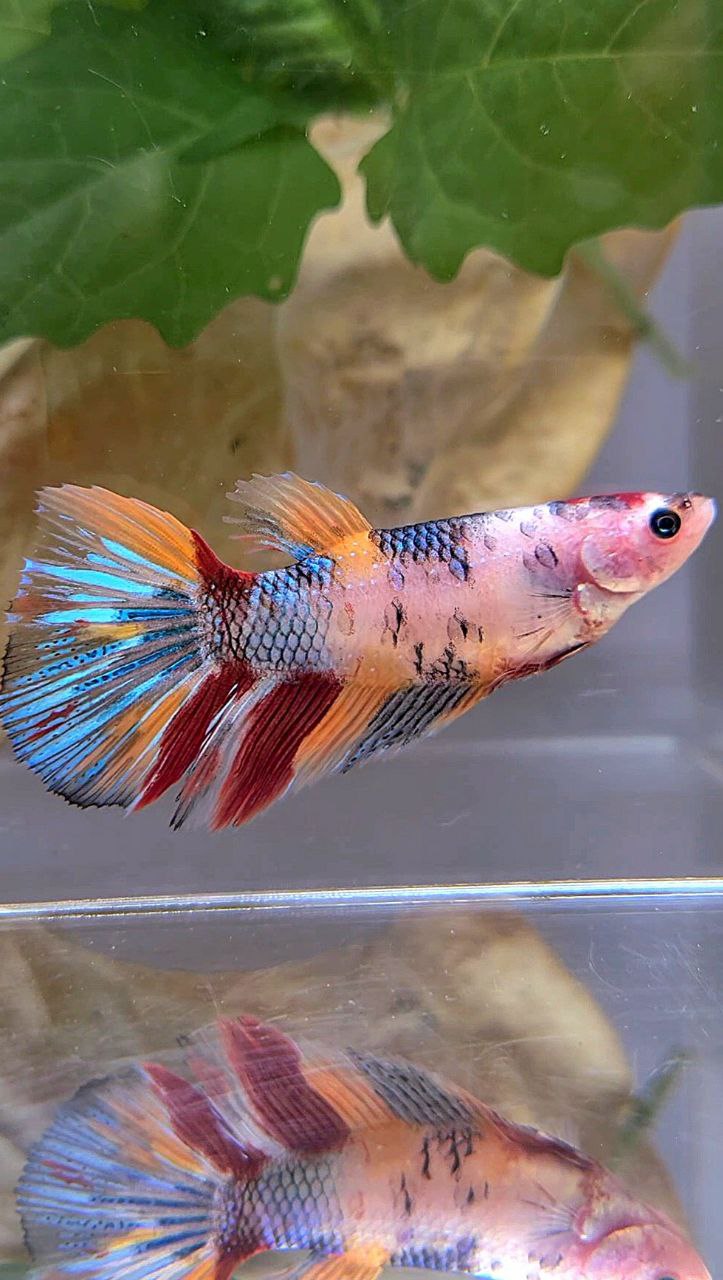 XL FEMALE HALFMOON KOI MULTICOLOR BETTA FISH