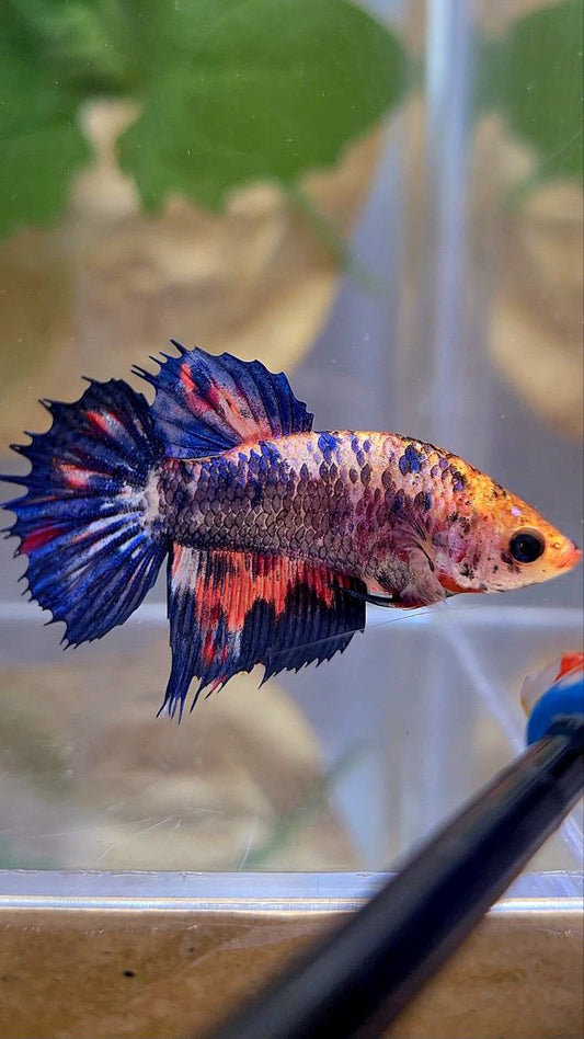 FEMALE HALFMOON CROWNTAIL BLUE PURPLE NEMO MULTICOLOR BETTA FISH
