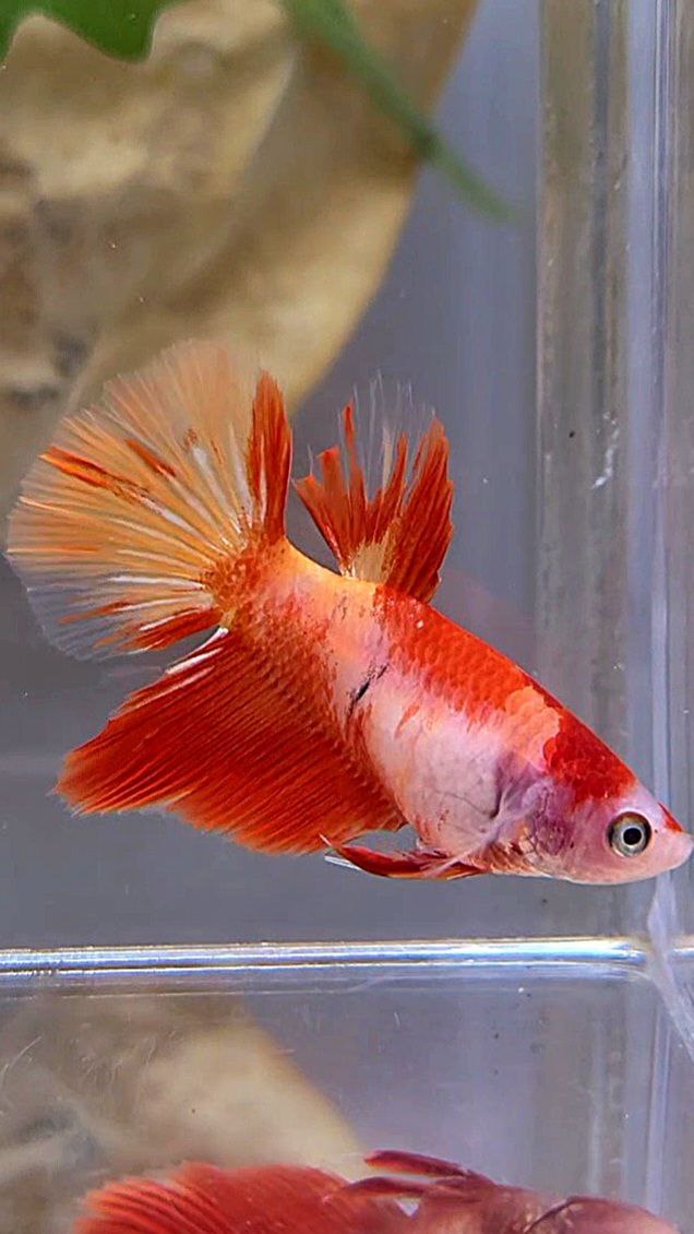 FEMALE HALFMOON LEOPARD KOI MULTICOLOR BETTA FISH