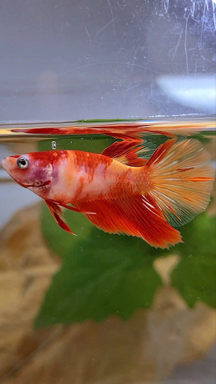 FEMALE HALFMOON LEOPARD KOI MULTICOLOR BETTA FISH