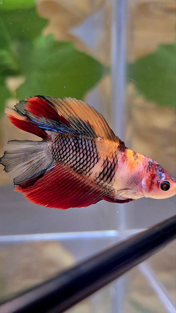 FEMALE HALFMOON DOUBLE TAIL BLACK NEMO MULTICOLOR KOI BETTA FISH