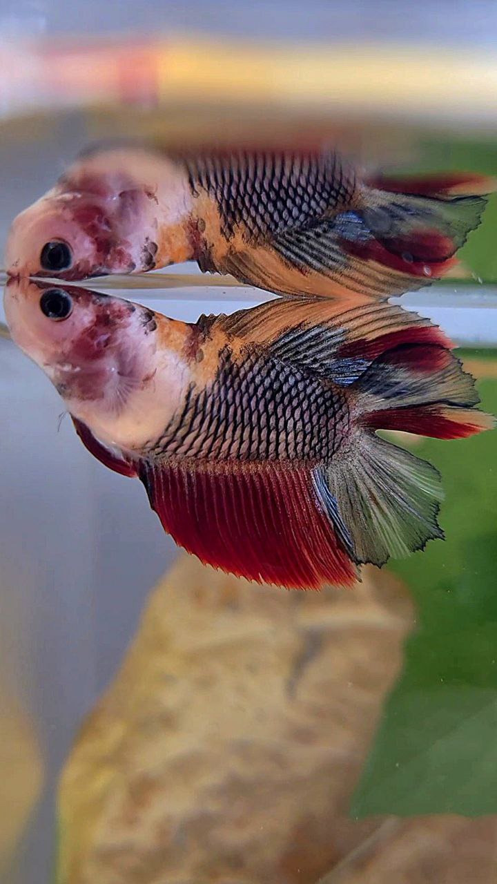 FEMALE HALFMOON DOUBLE TAIL BLACK NEMO MULTICOLOR KOI BETTA FISH