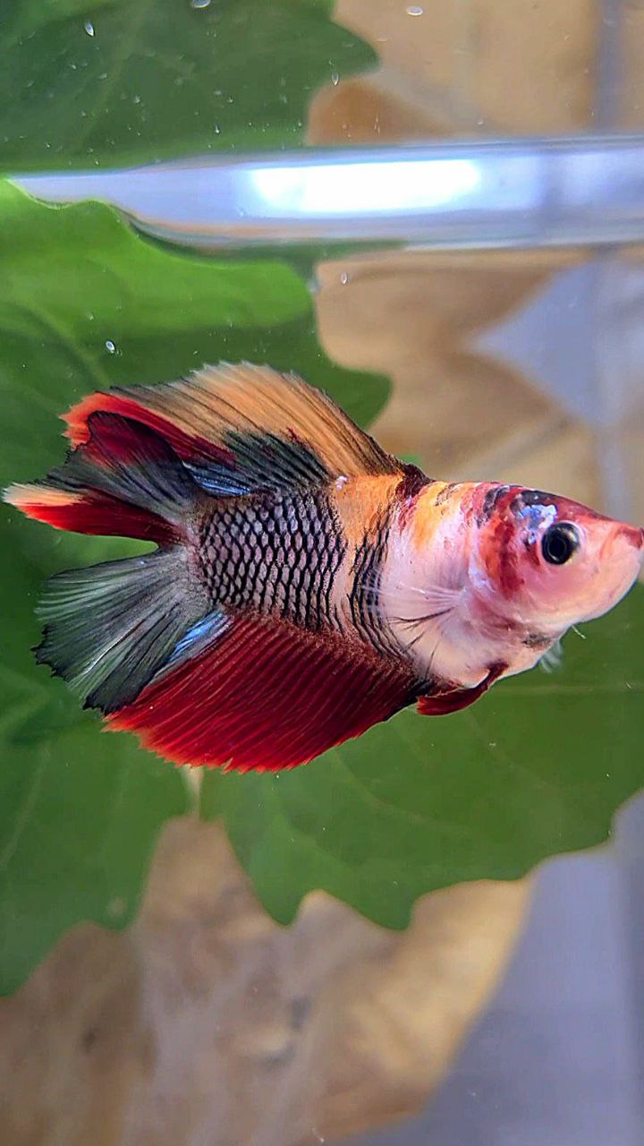 FEMALE HALFMOON DOUBLE TAIL BLACK NEMO MULTICOLOR KOI BETTA FISH