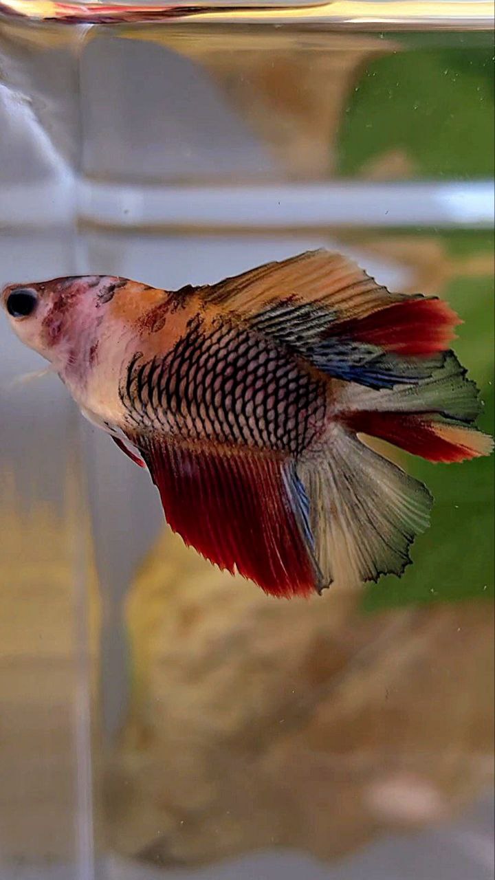 FEMALE HALFMOON DOUBLE TAIL BLACK NEMO MULTICOLOR KOI BETTA FISH