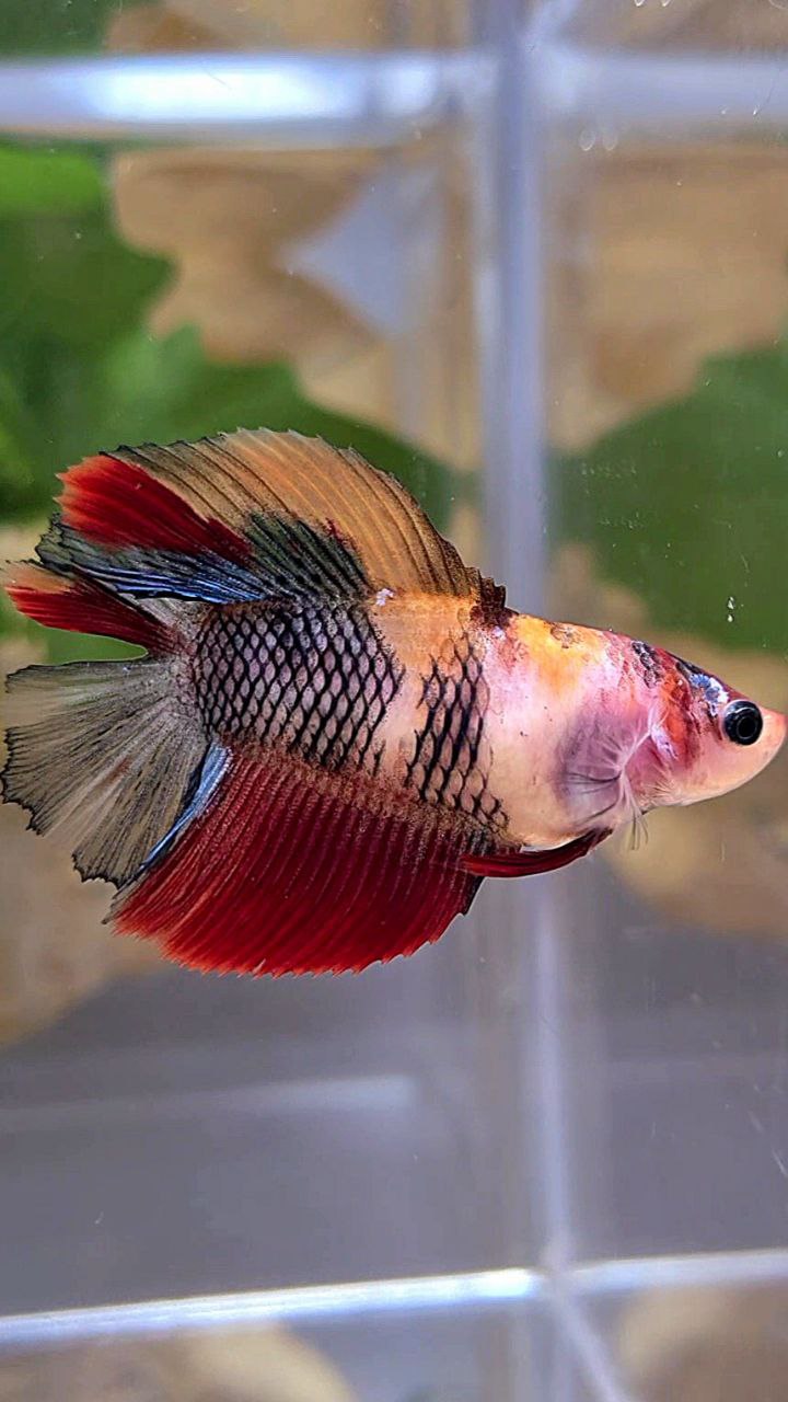 FEMALE HALFMOON DOUBLE TAIL BLACK NEMO MULTICOLOR KOI BETTA FISH