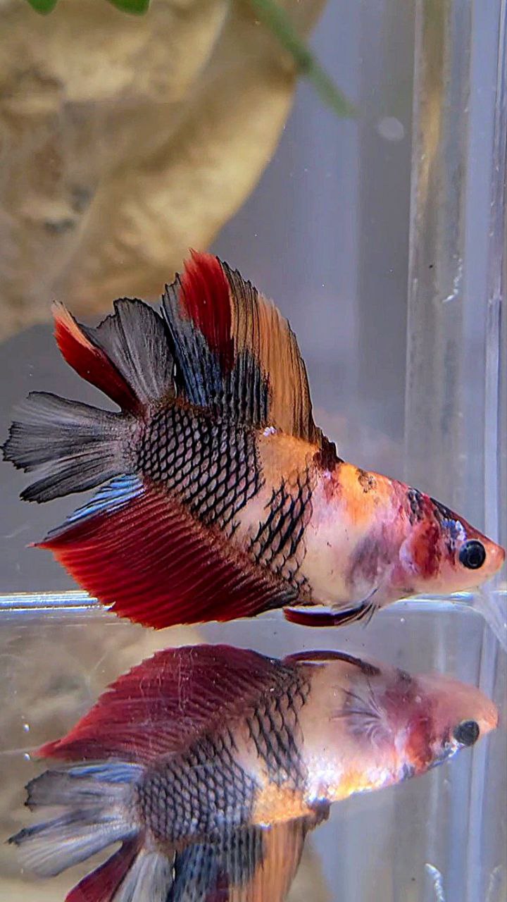 FEMALE HALFMOON DOUBLE TAIL BLACK NEMO MULTICOLOR KOI BETTA FISH