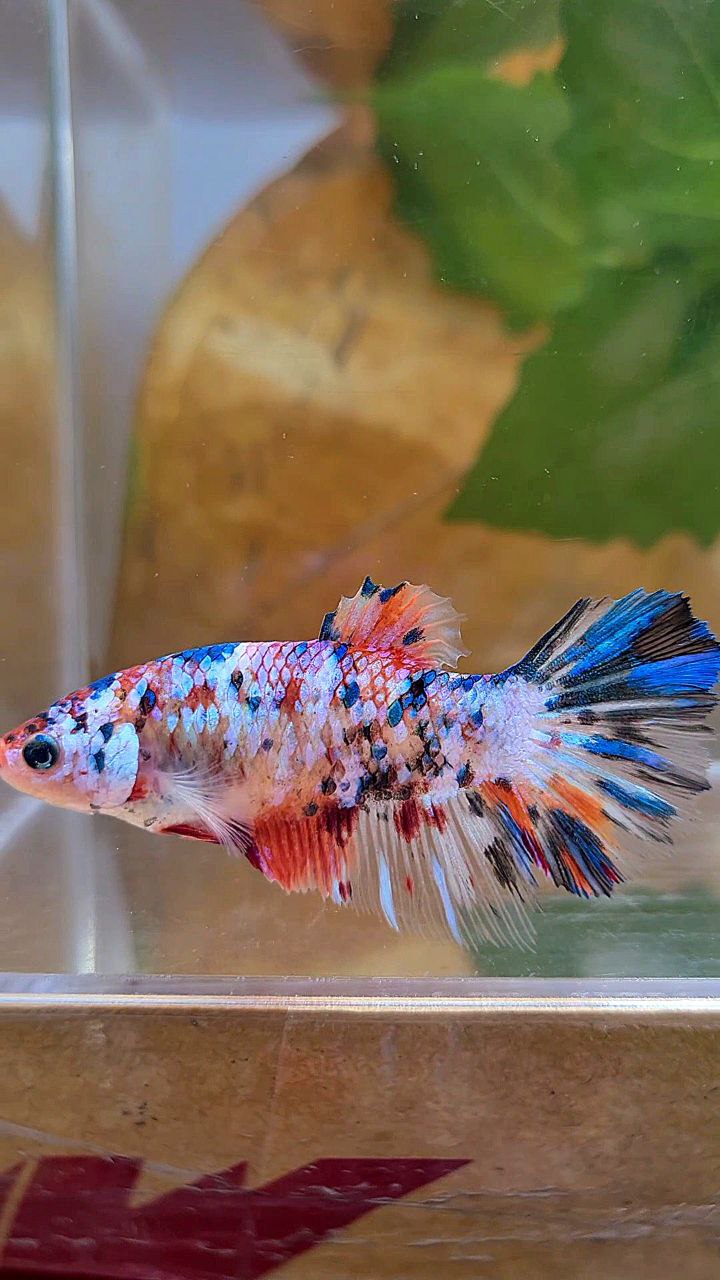 XL FEMALE HALFMOON KOI GALAXY MULTICOLOR BETTA FISH