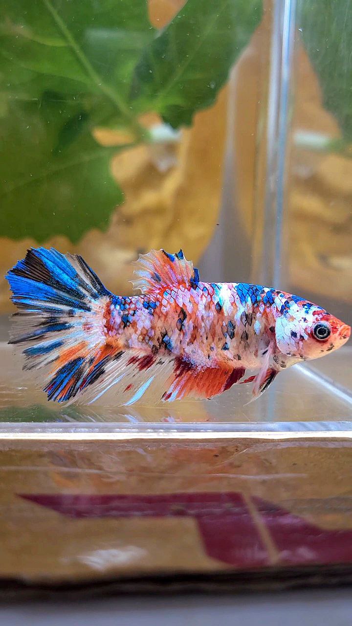 XL FEMALE HALFMOON KOI GALAXY MULTICOLOR BETTA FISH