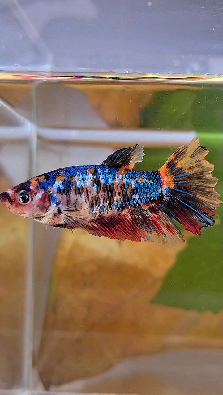 XL FEMALE HALFMOON BLACK MULTICOLOR BETTA FISH