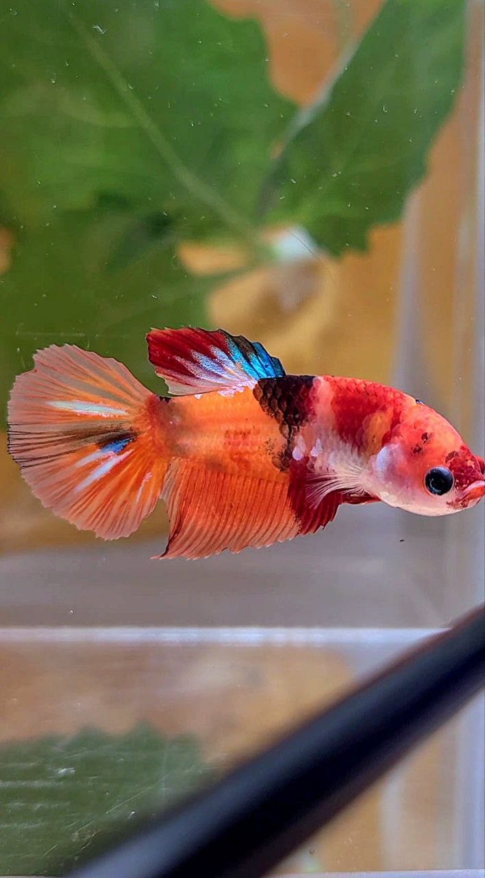 FEMALE HALFMOON ORANGE KOI GALAXY MULTICOLOR BETTA FISH