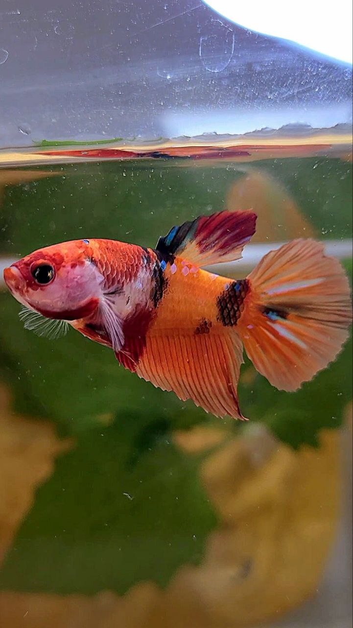 FEMALE HALFMOON ORANGE KOI GALAXY MULTICOLOR BETTA FISH