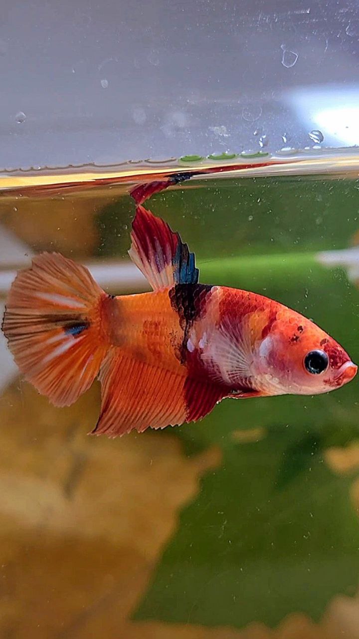 FEMALE HALFMOON ORANGE KOI GALAXY MULTICOLOR BETTA FISH