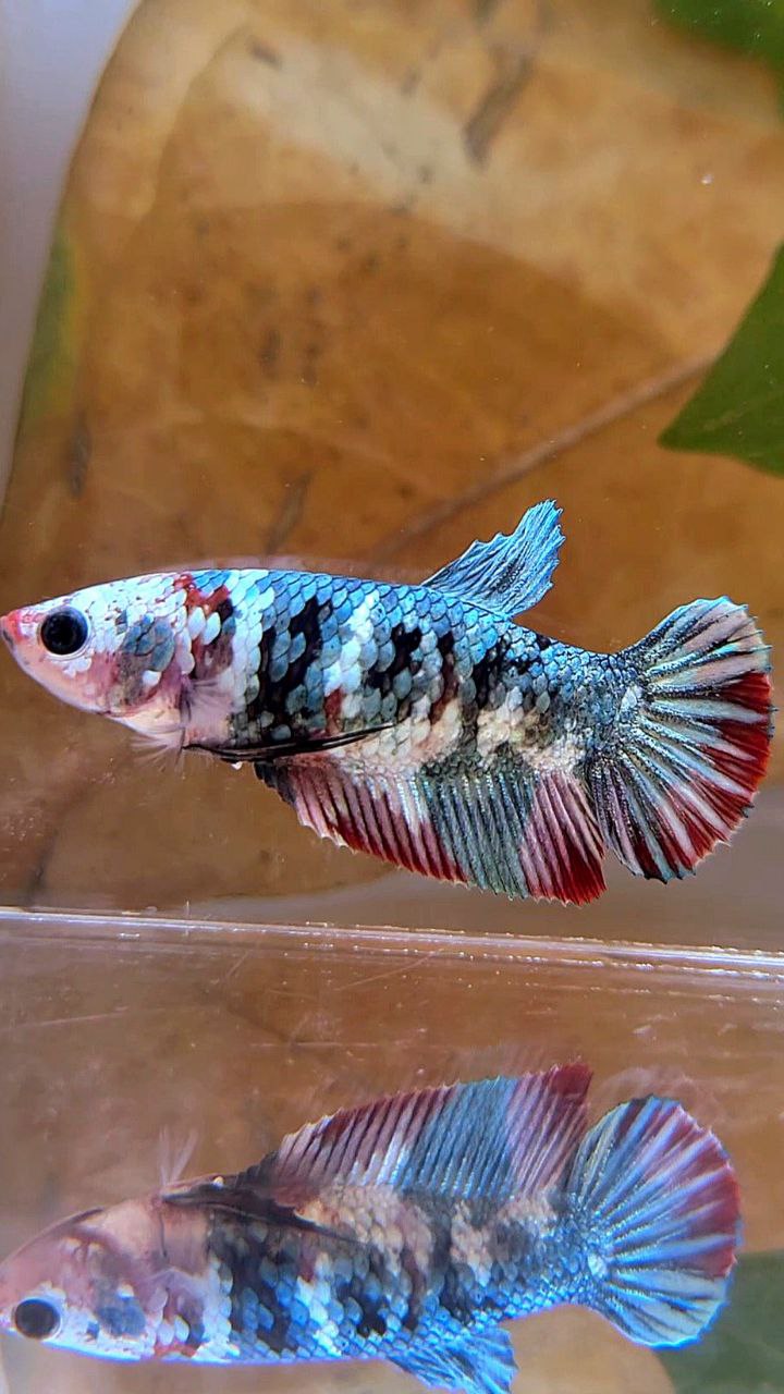 FEMALE PLAKAT RED COPPER GALAXY MULTICOLOR BETTA FISH