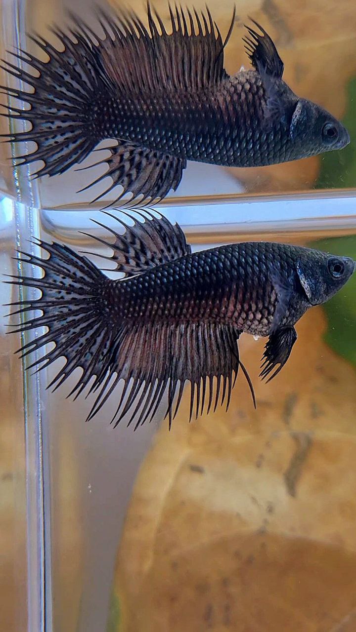 FEMALE KING CROWNTAIL BLACK COPPER BETTA FISH