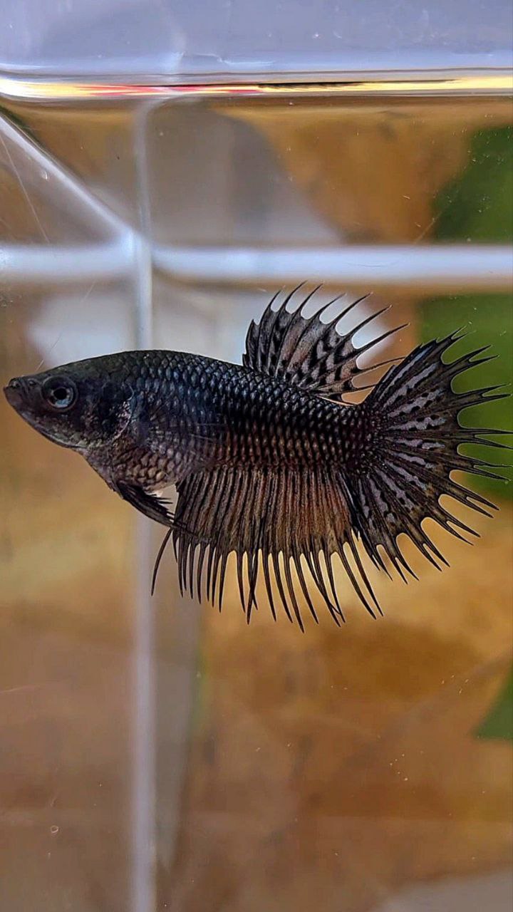 FEMALE KING CROWNTAIL BLACK COPPER BETTA FISH