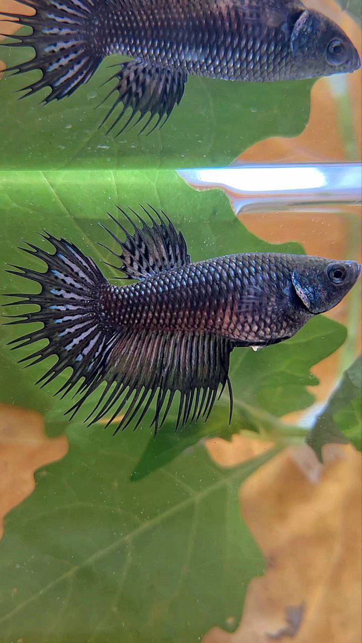 FEMALE KING CROWNTAIL BLACK COPPER BETTA FISH