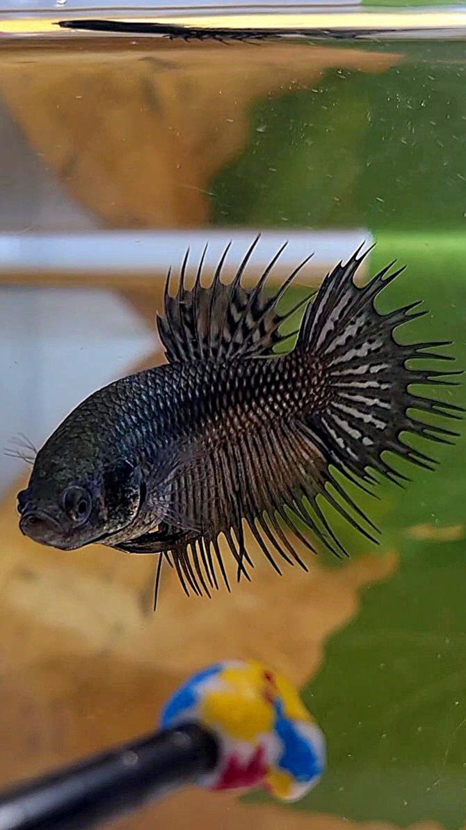 FEMALE KING CROWNTAIL BLACK COPPER BETTA FISH