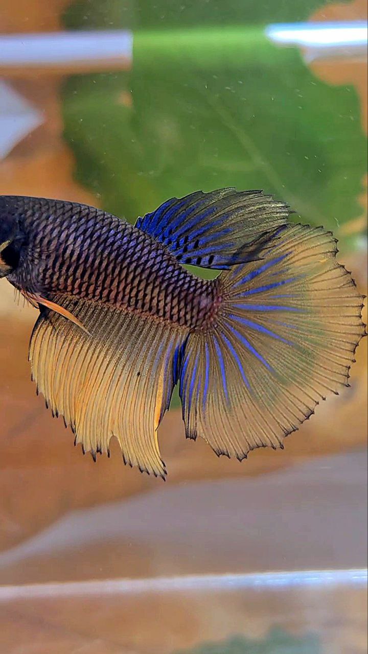 XL FEMALE HALFMOON YELLOW BLACK MUSTARD GAS BETTA FISH