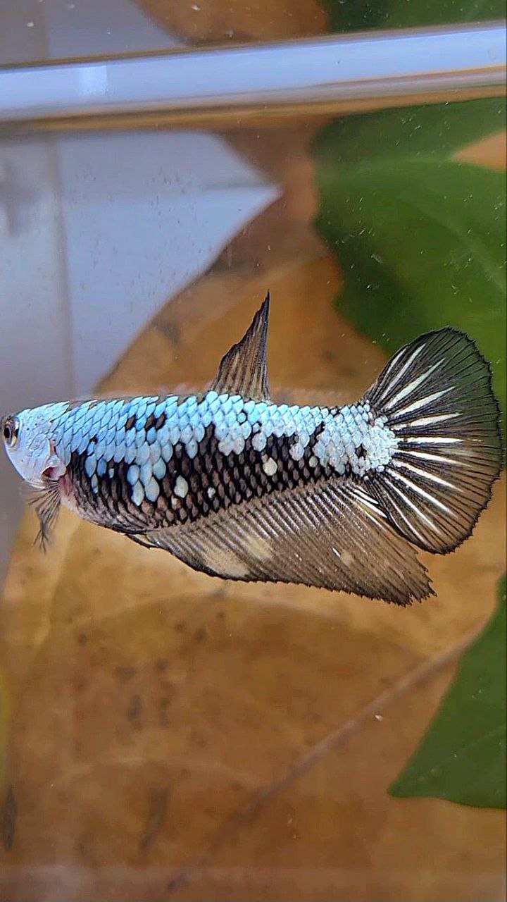 FEMALE HALFMOON BLACK SAMURAI BETTA FISH