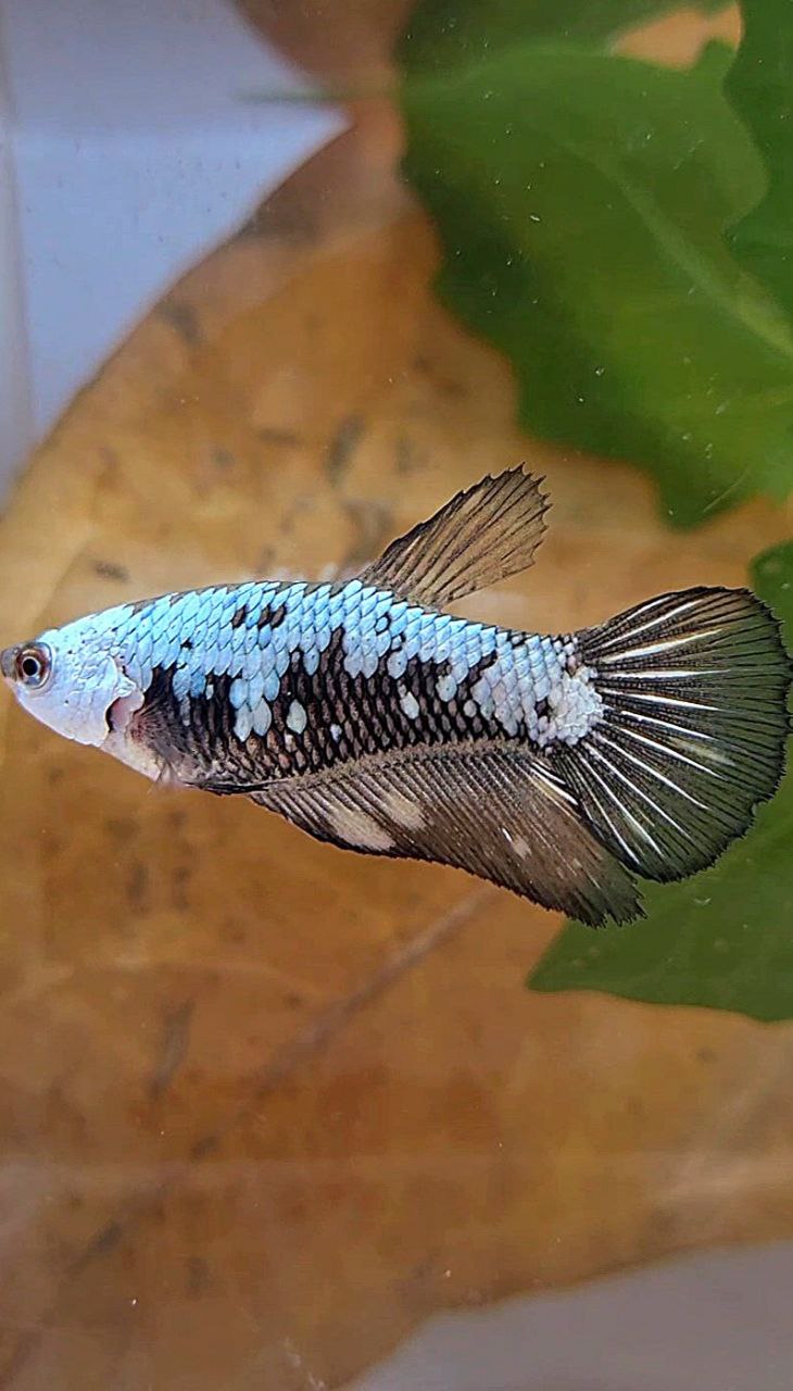 FEMALE HALFMOON BLACK SAMURAI BETTA FISH