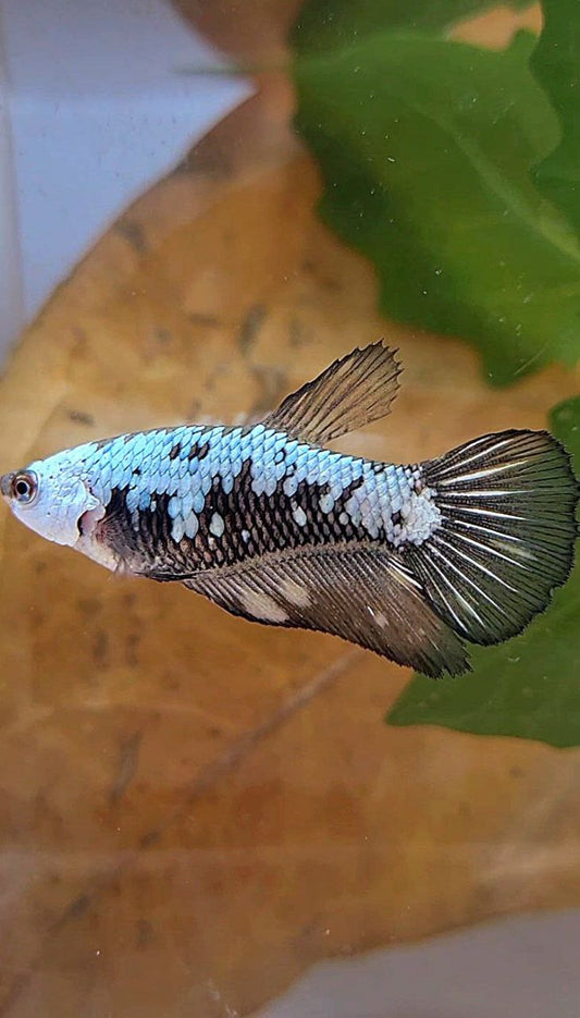 FEMALE HALFMOON BLACK SAMURAI BETTA FISH