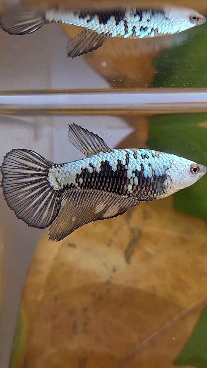 FEMALE HALFMOON BLACK SAMURAI BETTA FISH