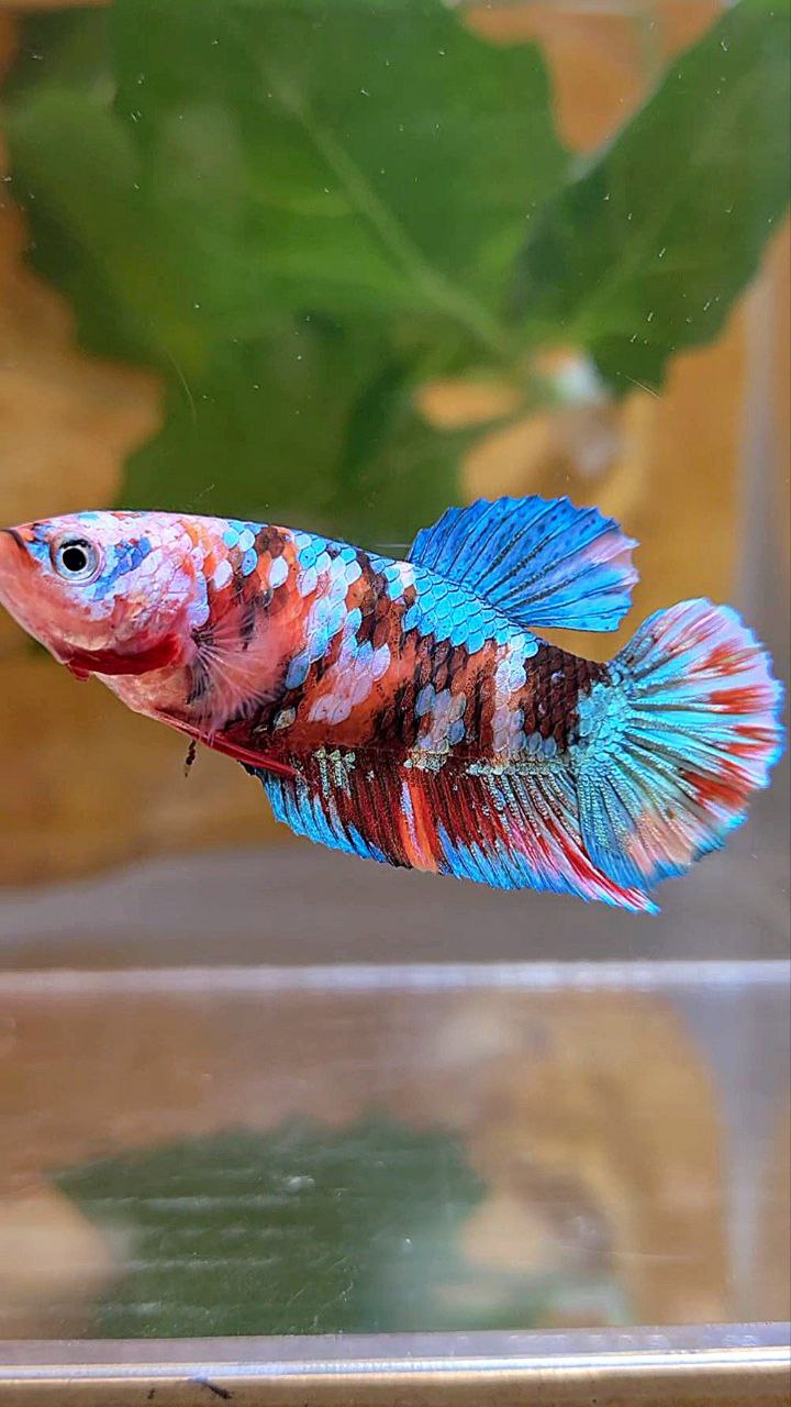 FEMALE PLAKAT GALAXY MULTICOLOR BETTA FISH