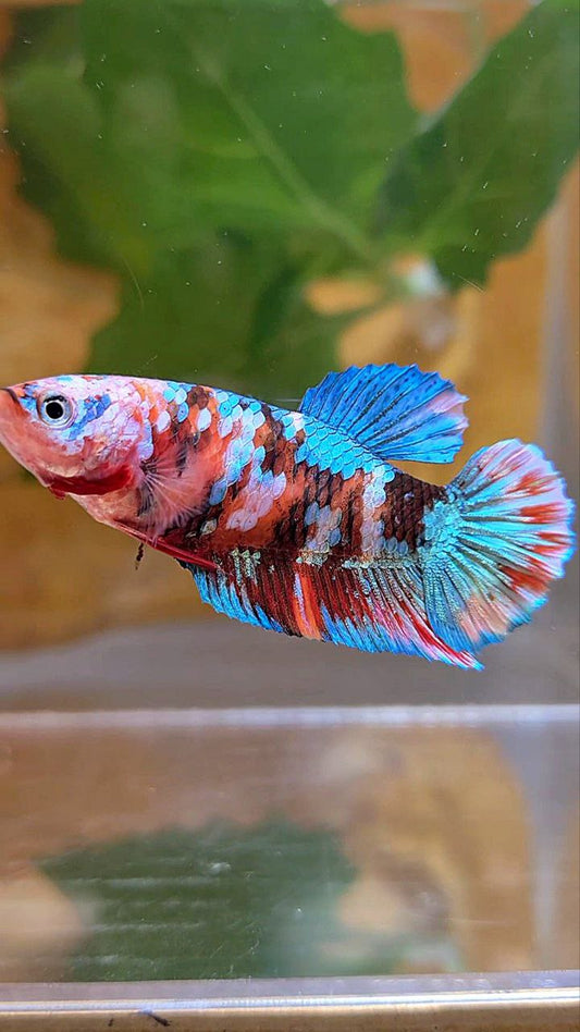 FEMALE PLAKAT GALAXY MULTICOLOR BETTA FISH
