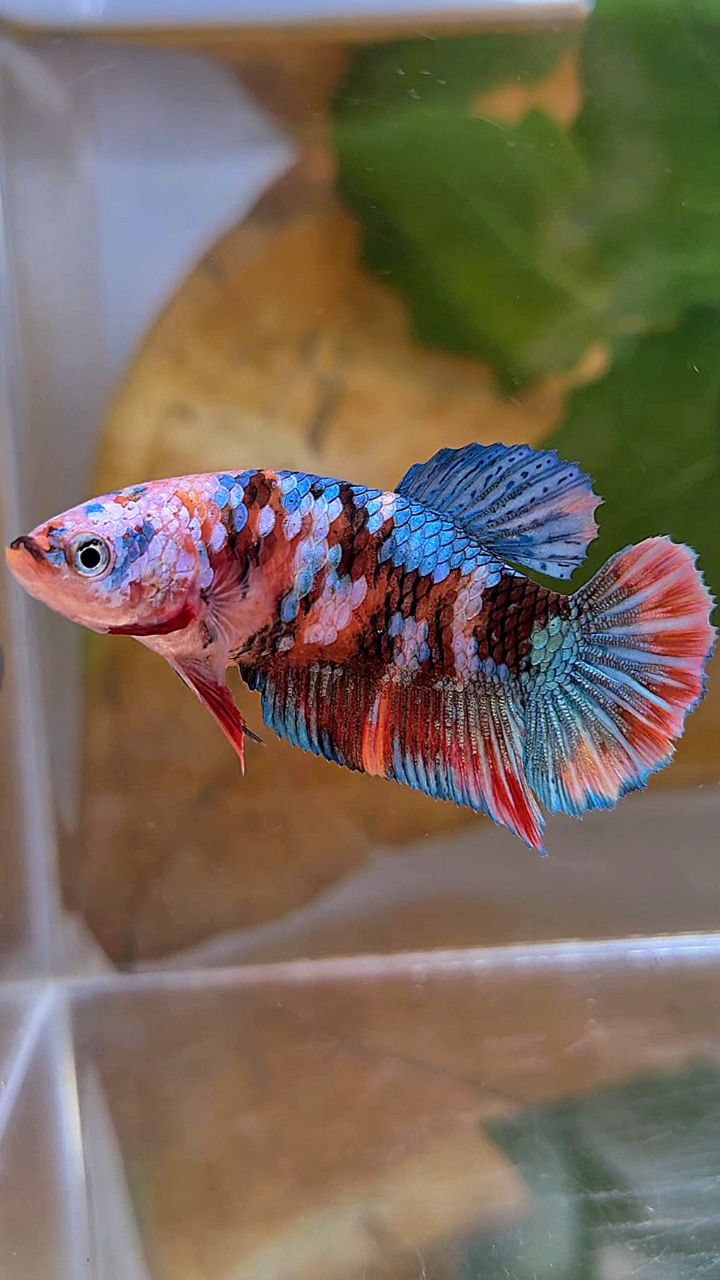 FEMALE PLAKAT GALAXY MULTICOLOR BETTA FISH