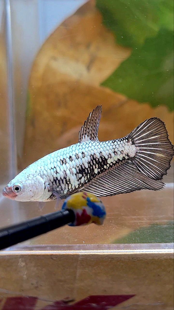 FEMALE HALFMOON BLACK SAMURAI SNOW BETTA FISH