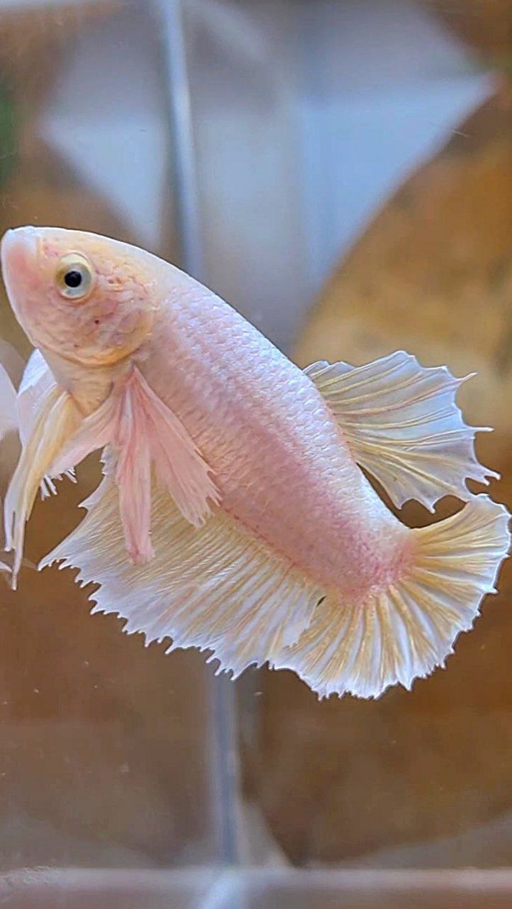 FEMALE HALFMOON SUPER DUMBO EAR SOFT GOLD BETTA FISH