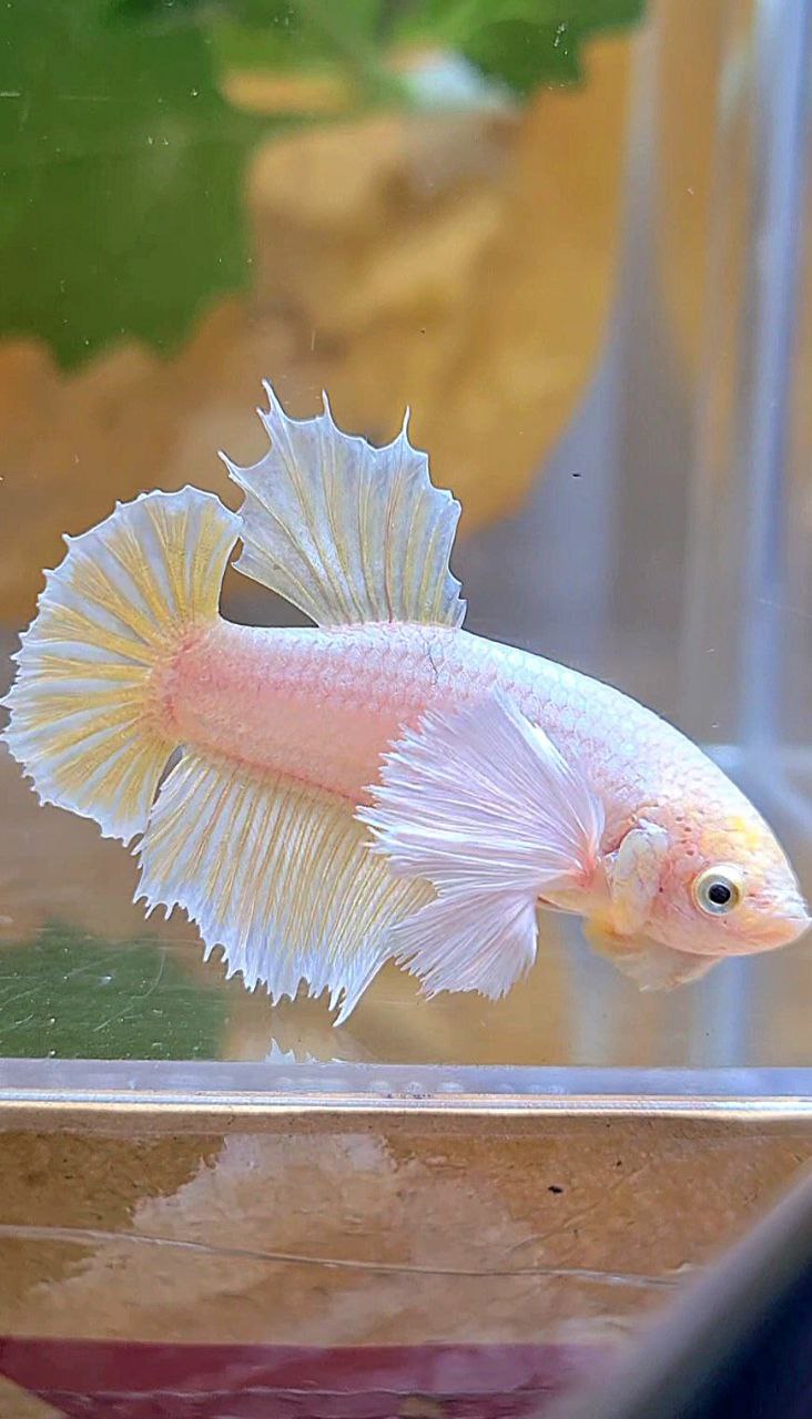 FEMALE HALFMOON SUPER DUMBO EAR SOFT GOLD BETTA FISH