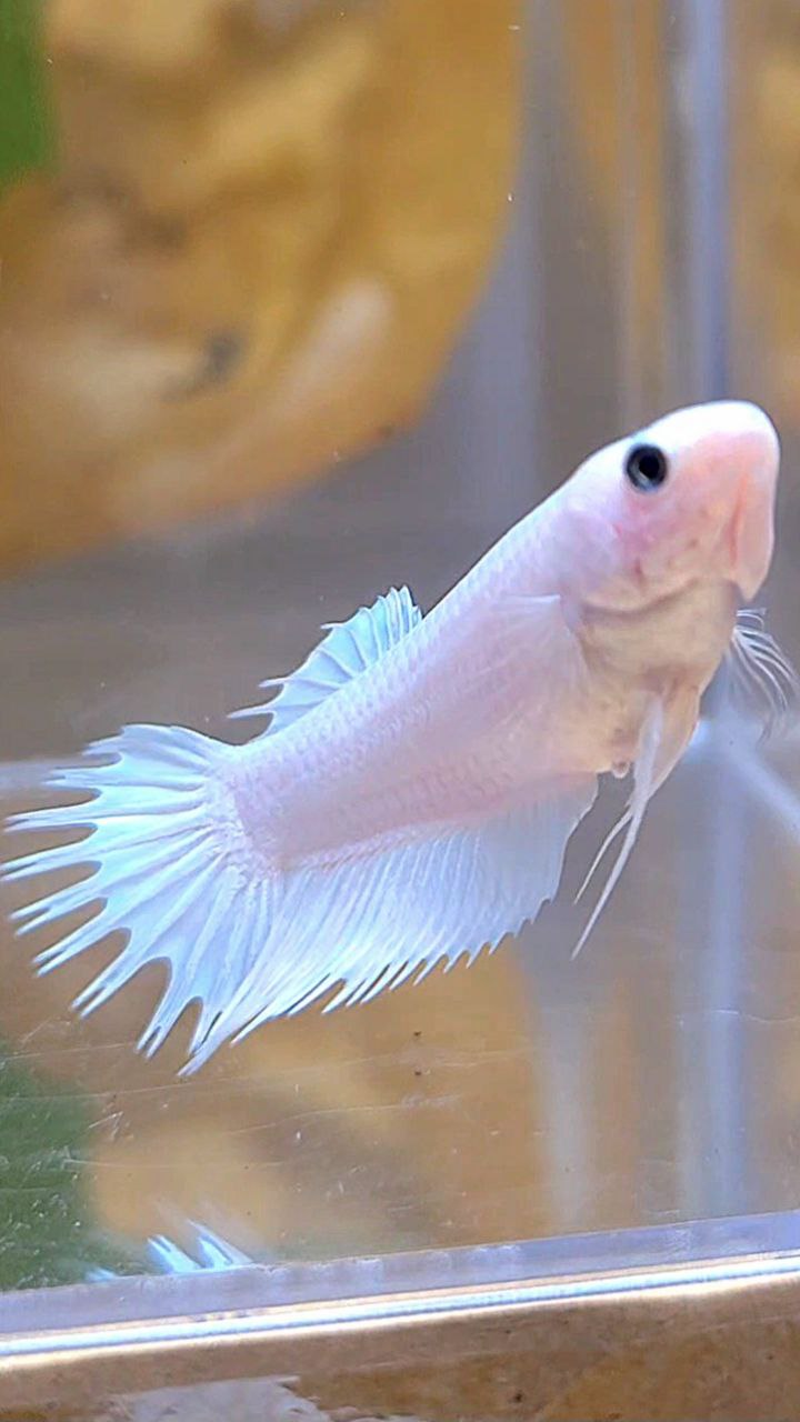 FEMALE CROWNTAIL PLAKAT WHITE PLATINUM SOLID BETTA FISH