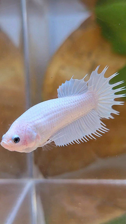 FEMALE CROWNTAIL PLAKAT WHITE PLATINUM SOLID BETTA FISH