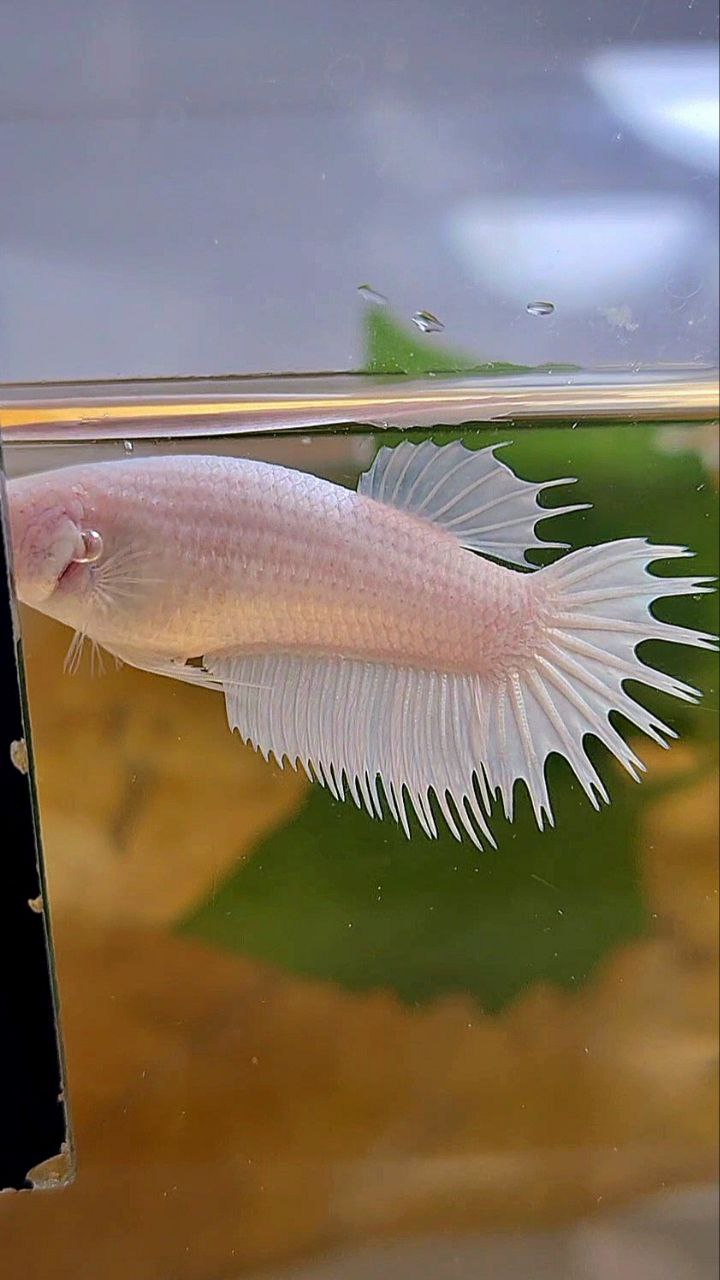 FEMALE CROWNTAIL PLAKAT WHITE PLATINUM SOLID BETTA FISH